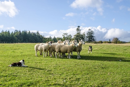 Circuit Essence du Nord : de Belfast à Dublin - Choix Flex - TUI